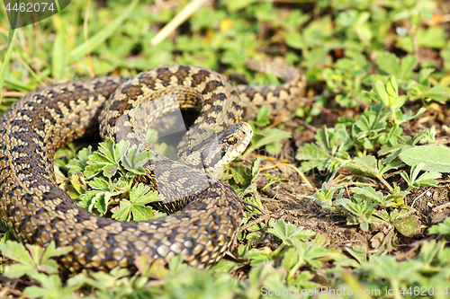 Image of Vipera ursinii rakosiensis in situ