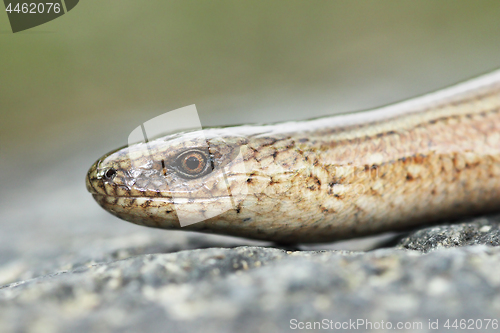 Image of macro portrait of young slow worm