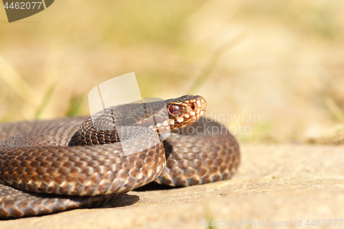 Image of female common crossed adder close up