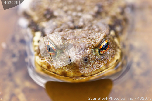 Image of portrait of common brown toad in water