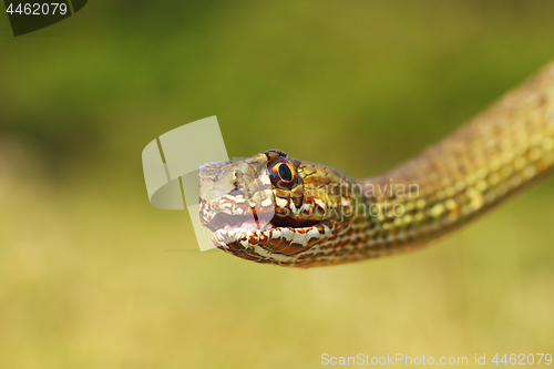 Image of portrait of angry Malpolon insignitus