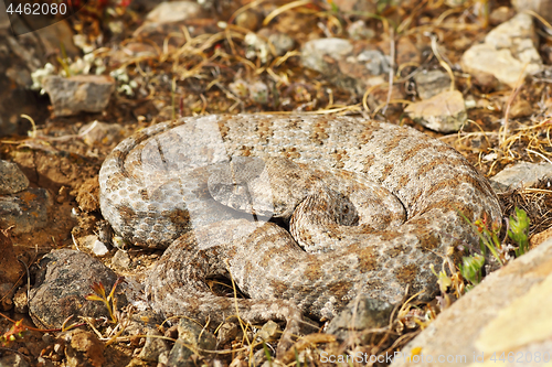 Image of blunt nosed viper from Milos