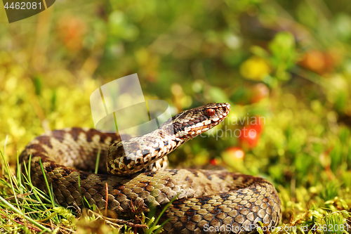 Image of beautiful male common european adder in natural habitat