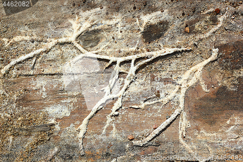 Image of Serpula lacrymans rizomorphs on wood