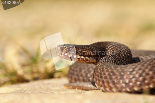 Image of brown Vipera berus close up