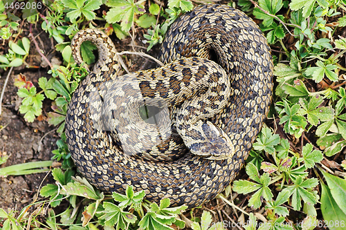 Image of rare meadow viper in natural habitat