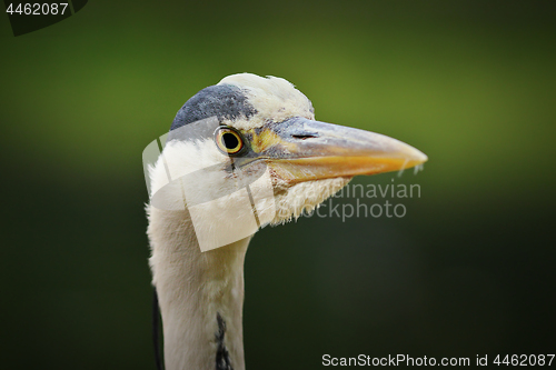 Image of grey heron head