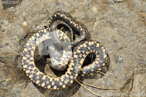 Image of thanatosis behavior on dice snake