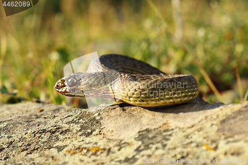 Image of full length view of eastern montpellier snake