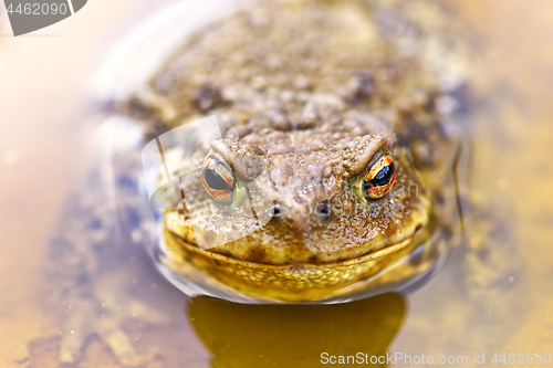 Image of common brown toad in water