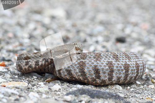 Image of full length blunt nosed viper on ground