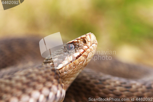 Image of portrait of female common european viper