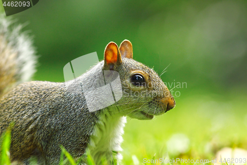 Image of grey squirrel portrait on lawn