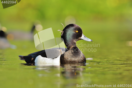 Image of tufted duck on pond