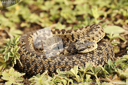 Image of rarest european viper, female meadow adder 