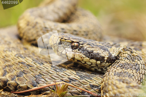 Image of the rare meadow viper, closeup