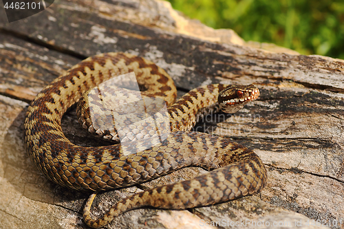 Image of male common adder basking on wood