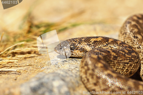 Image of close up of javelin sand boa