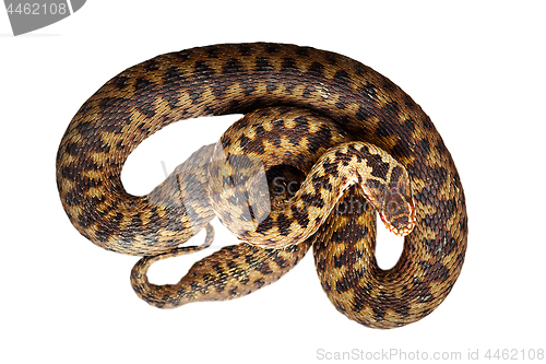 Image of isolated beautiful common adder