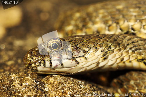 Image of detail of dice snake head