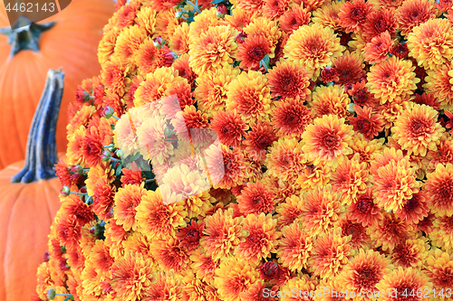 Image of Fall Mums and Pumpkins Thanksgiving symbols.  