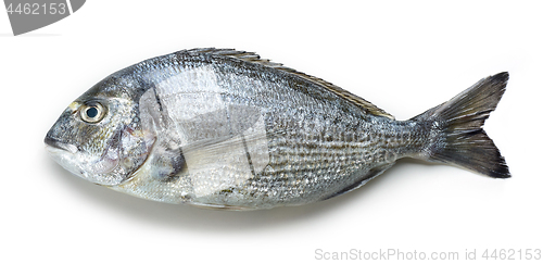 Image of raw sea bream