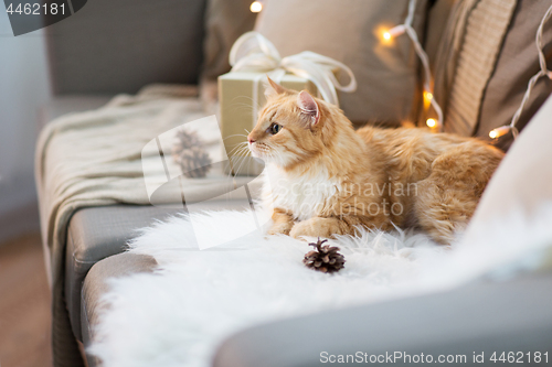 Image of red tabby cat on sofa with christmas gift at home