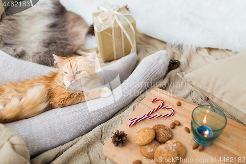 Image of red cat lying on owner feet in bed at christmas