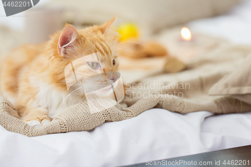 Image of red tabby cat lying on blanket at home in winter