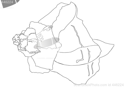 Image of Detailed Shell Outline