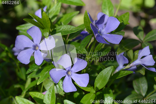 Image of Common periwinkle