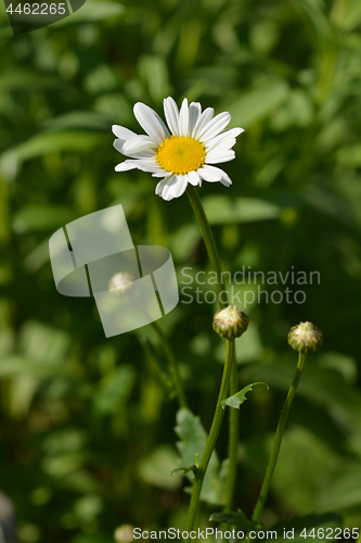 Image of Ox-eye daisy