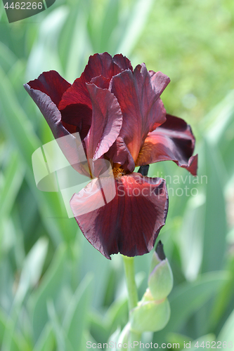 Image of Tall bearded iris Spartan