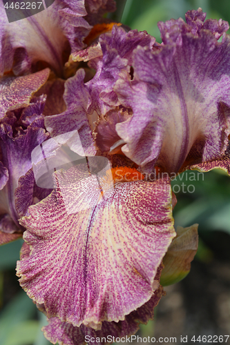 Image of Tall bearded iris Queen in Calico