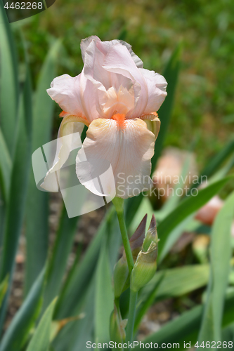 Image of Tall bearded iris Girl friday