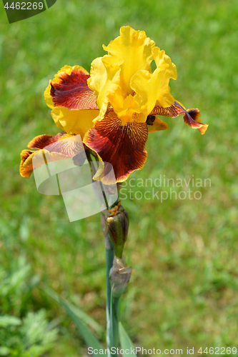 Image of Tall bearded iris Whoop em up