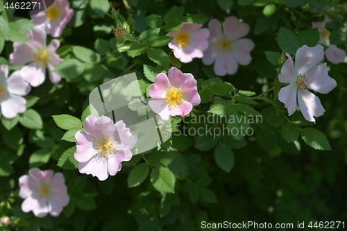 Image of Dog rose