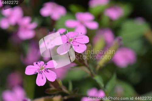 Image of Rock soapwort