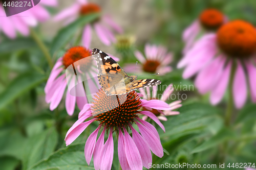 Image of Butterfly on a flower