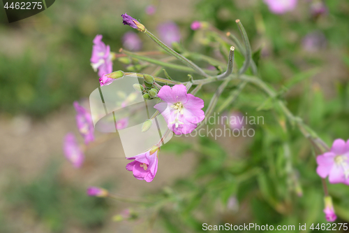 Image of Great hairy willowherb