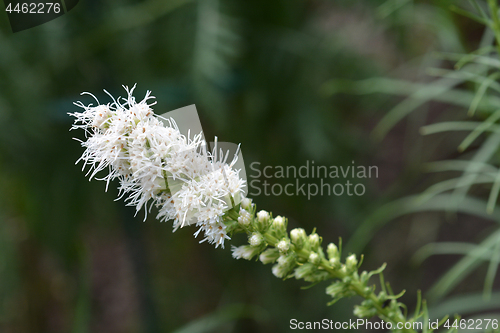 Image of White prairie gay feather