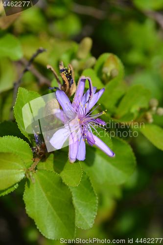 Image of Tropical East African shrub