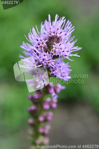 Image of September Glory Gay feather