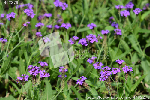 Image of Slender vervain