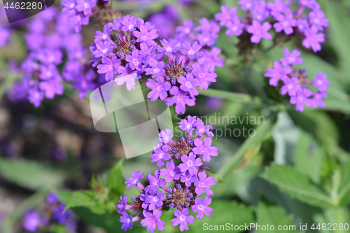 Image of Slender vervain