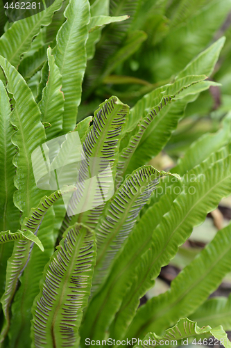 Image of Harts-tongue fern
