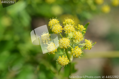 Image of Lovage
