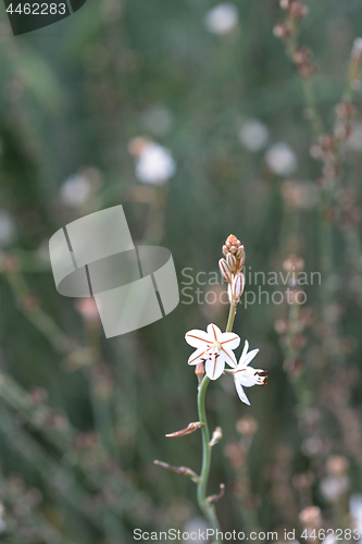 Image of Hollow-stemmed asphodel