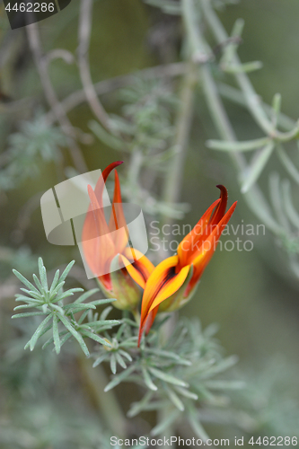 Image of Lotus Fire Vine