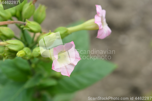 Image of Large tobacco